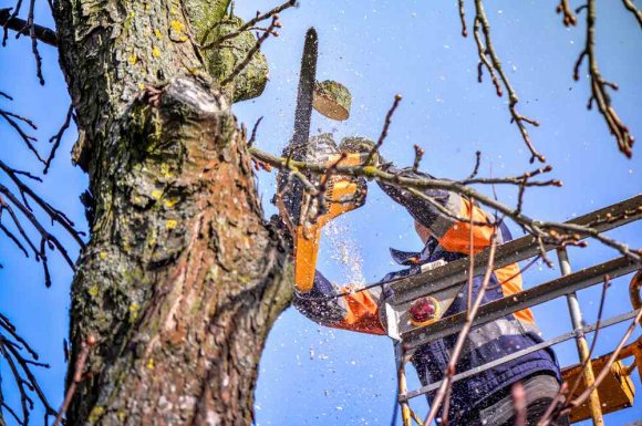 Élagage d'arbre dangereux proche d'habitation - Bourgoin-Jallieu - CRE'ELAGAGE