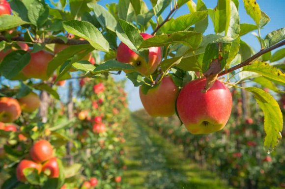 Taille de restauration d'un arbre fruitier - Bourgoin-Jallieu - CRE'ELAGAGE