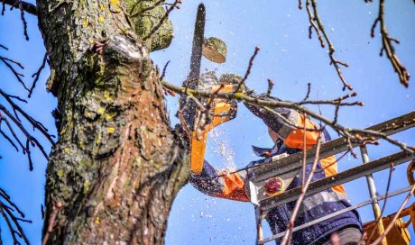 Élagage d'arbre dangereux proche d'habitation - Bourgoin-Jallieu - CRE'ELAGAGE