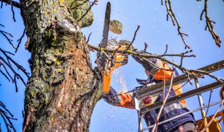 Élagage d'arbre dangereux - Bourgoin-Jallieu - CRE'ELAGAGE