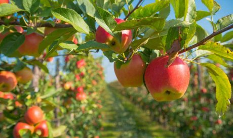 Taille de restauration d'un arbre fruitier - Bourgoin-Jallieu - CRE'ELAGAGE