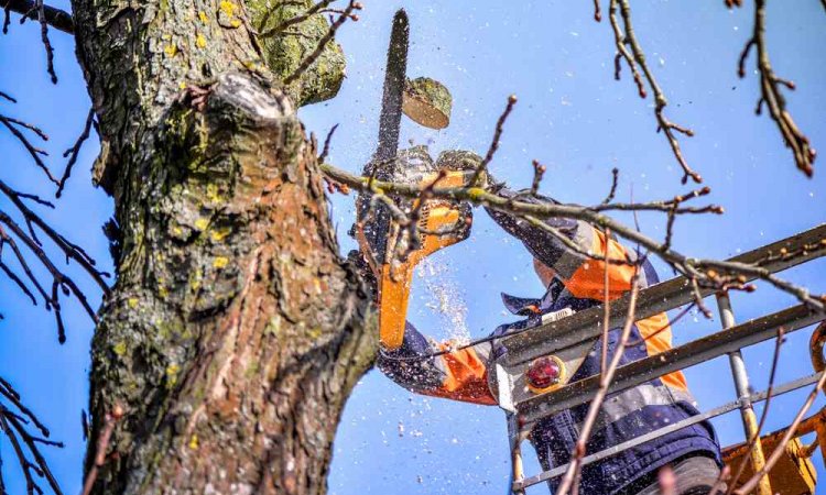 Élagage d'arbre dangereux - Bourgoin-Jallieu - CRE'ELAGAGE